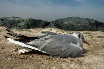Wintering seagull dies on the shores of the Persian Gulf. Surf foam and sand cover the feathers