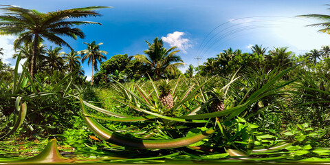 Pineapple fruit on the plantation farm. Pineapple plantation. Philippines. VR 360.