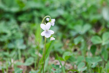 White violets with raindrops on a spring rainy afternoon. Sweet White Violet, Violets, Willdenow Violet, Woodland White Violet, Viola patrinii