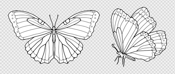 Black outline of hand-drawn butterflies isolated on a transparent background. Silhouettes of butterflies, objects for coloring.