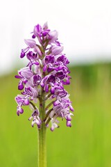 Detail of Military orchid flower blooming in green meadows in April, May and June in White Carpathians in Czech republic