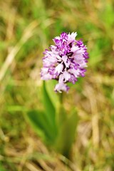 Close-up of Military orchid flower blooming in green meadows in April, May and June in White Carpathians in Czech republic