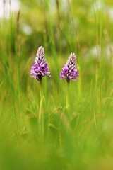 A pair of Military orchids blooming in green meadows in April, May and June in green meadows in...