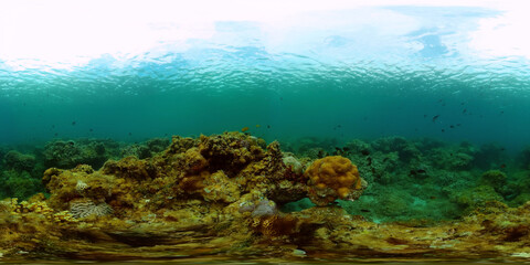 Tropical coral reef. Underwater fishes and corals. Underwater fish reef marine. Philippines. Virtual Reality 360.