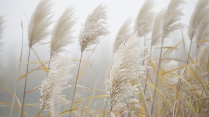 Fototapeta premium aesthetic beautiful shades of neutral pampas grass and reeds backgrounds with copy space