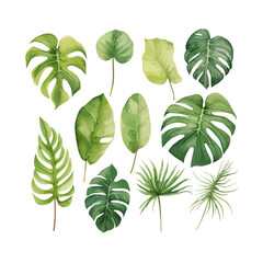 Fototapeta na wymiar Large hand drawn watercolor tropical plants set, monstera on an isolated white background, watercolor vector illustration