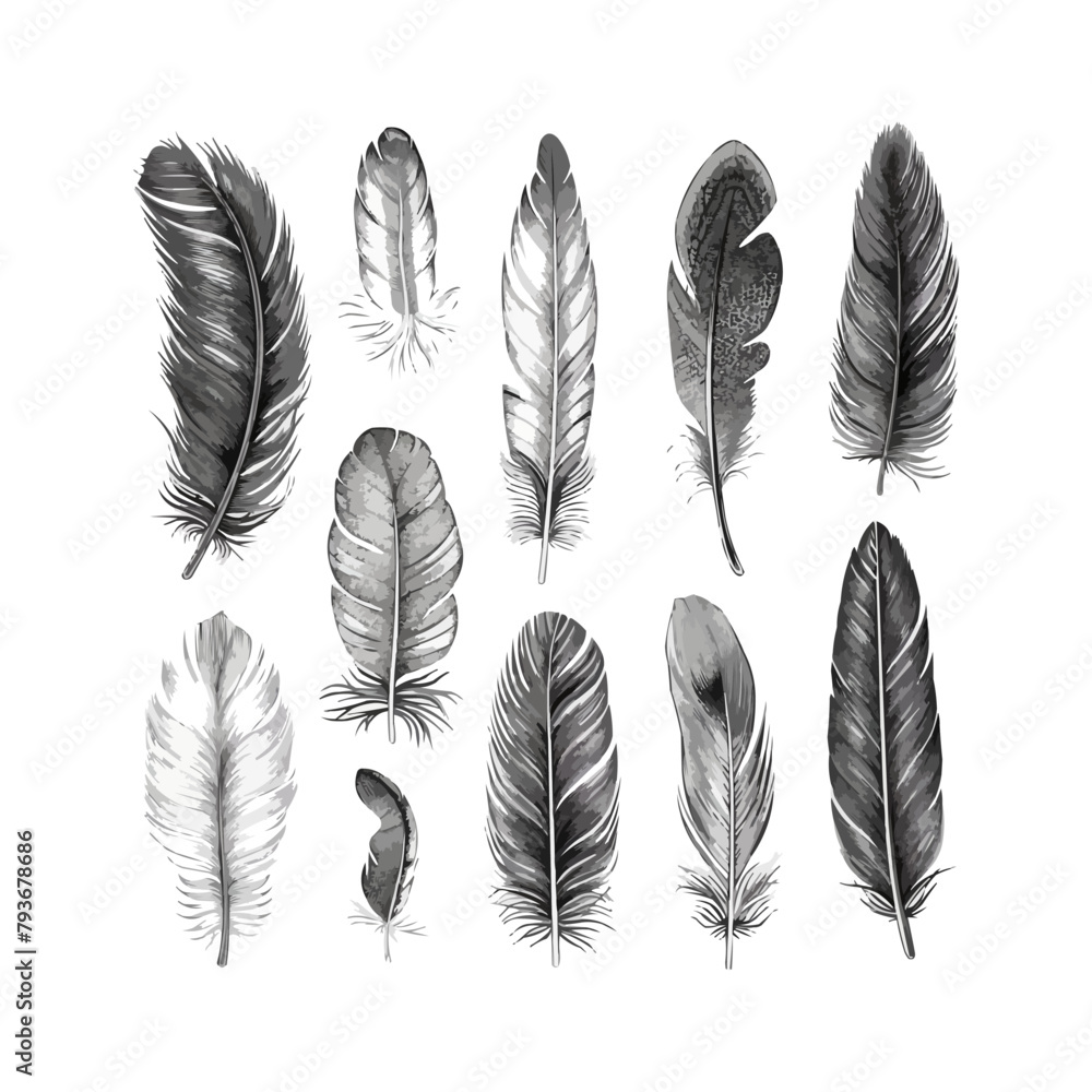Poster vector feathers set. elements for design isolated on white. bird feather icon silhouette collection.