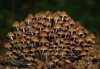 Mushrooms, diverse in shape and flavor, flourish in various habitats, offering culinary delights...