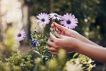 Daisy flowers, hands and nature in outdoor garden for zen, calm and aromatherapy plants....