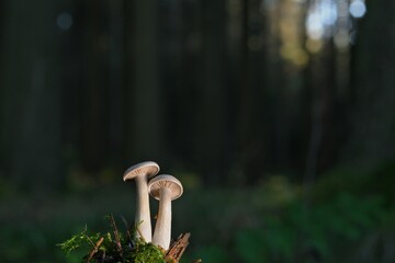 Mushrooms, in various shapes and sizes, grow in forests and fields, offering unique flavors and...