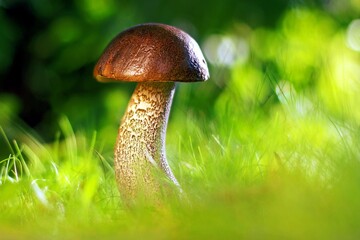 Mushrooms, in various shapes and sizes, grow in diverse environments, offering culinary delights...