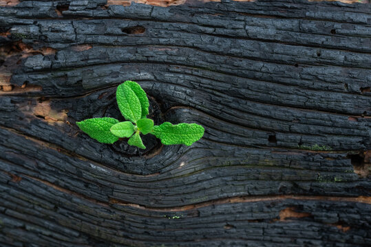 Life after death, green sprout on the coals after the fire. Rebirth of nature after the fire. Rebirth concept