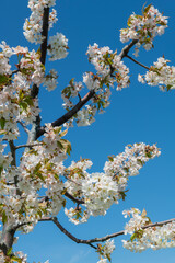 Cherry orchards blooming in spring. Cherry blossoms begin to bloom in spring. White flowers blooming on a cherry tree on a blue sky background. Iznik, Bursa.