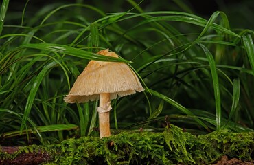 Mushrooms, found in varied forms, enrich cuisines and ecosystems alike, offering unique flavors and...