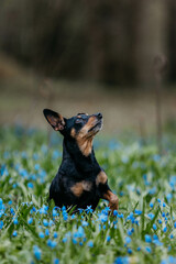 A pinscher dog in flowers in spring