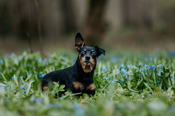 A pinscher dog in flowers in spring
