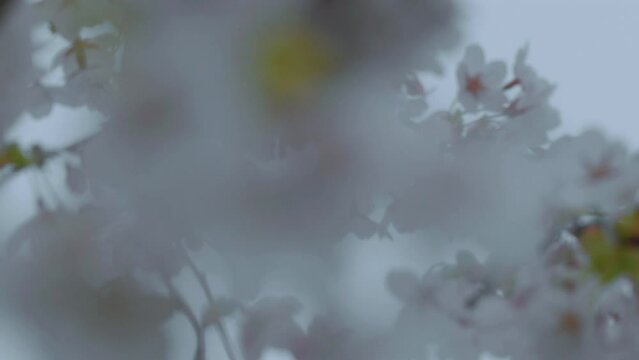 A close-up, blurred image of cherry blossoms, with a dreamy, ethereal quality and a sense of springtime.