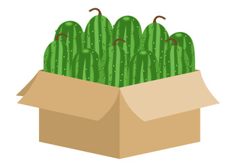 Cardboard box full of fresh cucumbers