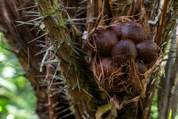 Salak (Salacca zalacca) fruit still attached to the tree