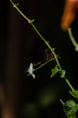 a group of ants carrying a small flower