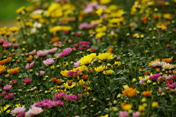 Close-up of chrysanthemums blooming in the garden
