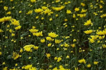 Fototapeta premium Close-up of chrysanthemums blooming in the garden