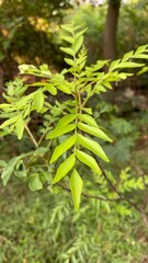 Close-up of a Curry Leaf