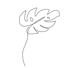 Sustainable Monstera Palm Leaves