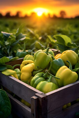 Peppers harvested in a wooden box with field and sunset in the background. Natural organic fruit abundance. Agriculture, healthy and natural food concept. Vertical composition.