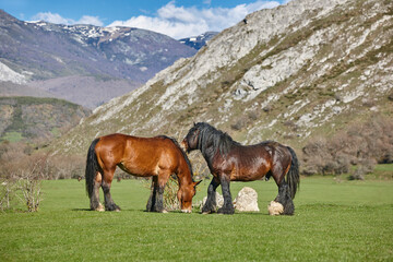 Horses in a green valley. Castilla Leon mountain landscape. Spain