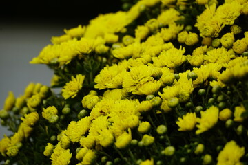 Close-up of yellow daisies blooming in the garden