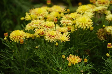 Close-up of yellow daisies blooming in the garden