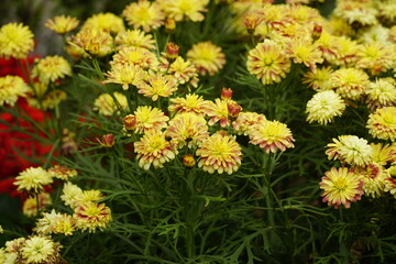 Close-up of yellow daisies blooming in the garden