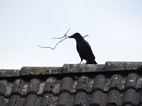 Schwarzer Vogel mit Ast