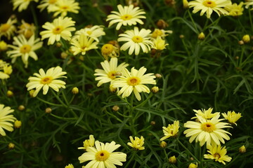 Close-up of yellow daisies blooming in the garden