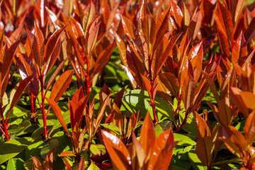 Beautiful red, orange and green leaves of Photinia fraseri 'Red Robin' shrub glow in sun. Krasnodar city park or Galitsky landscape park in sunny spring of 2024. Nature concept