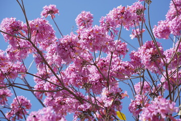 Pink trumpet tree (Handroanthus impetiginosus). Tabebuia rosea is a Pink Flower neotropical tree in...