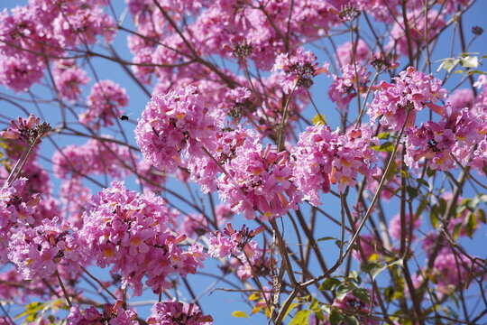 Pink trumpet tree (Handroanthus impetiginosus). Tabebuia rosea is a Pink Flower neotropical tree in the park. Blooming in spring season.