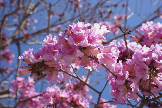 Pink trumpet tree (Handroanthus impetiginosus). Tabebuia rosea is a Pink Flower neotropical tree in the park. Blooming in spring season.
