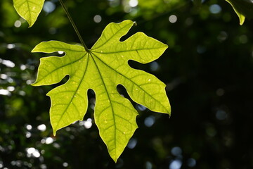 The bigleaf maple during summer