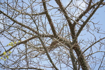 A branch of a silk floss tree,an exotic tree Ceiba speciosa. Chorisia tree bark covered with many thorns