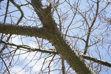 A branch of a silk floss tree,an exotic tree Ceiba speciosa. Chorisia tree bark covered with many...