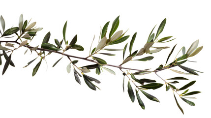 branch of olive tree isolated on white or transparent png