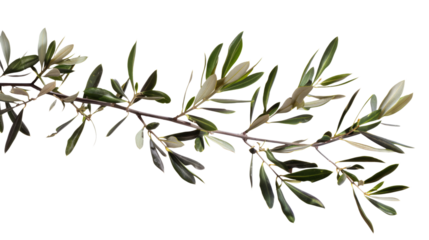 branch of olive tree isolated on white or transparent png