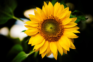 Fototapeta premium Sonnenblume