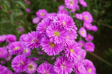 Fototapeta premium Close-up of chrysanthemums blooming in the garden