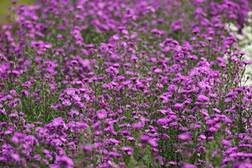 Close-up of chrysanthemums blooming in the garden