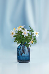 Close up of a vase with white wood anemones - early Spring flowers - covered with sprayed water droplets. Blue pastel hues in the background. Still life photograph