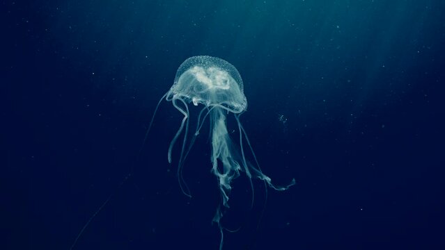 Mauve Stinger Jellyfish floats on deph sea. Mauve Stinger, Night-lightx Jellyfish, Phosphorescent jelly or Purple people eater (Pelagia noctiluca) swims on blue deep of Ocean