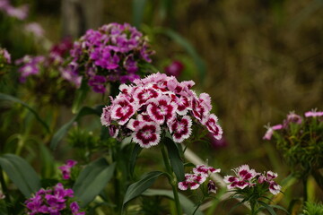 Close-up of Dianthus barbatus flowers blooming in the field